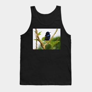 Red Legged Honeycreeper Tank Top